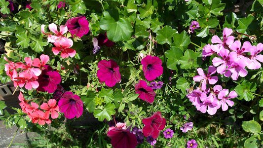 Balcony plants nature ornamental plants photo