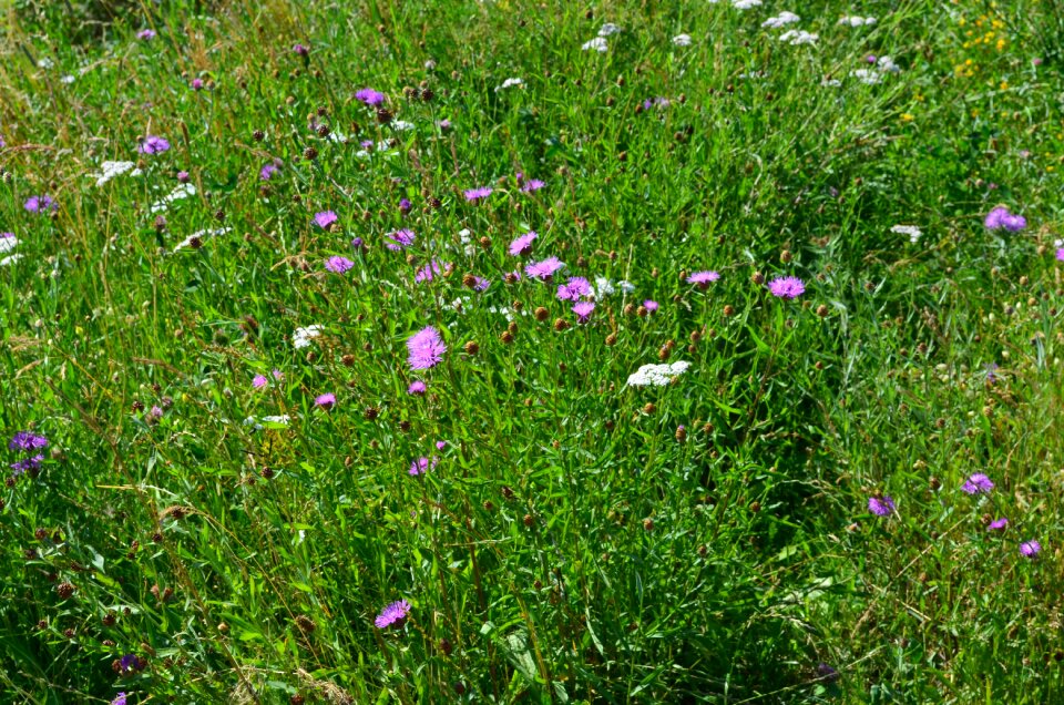 Meadow flowers summer meadow