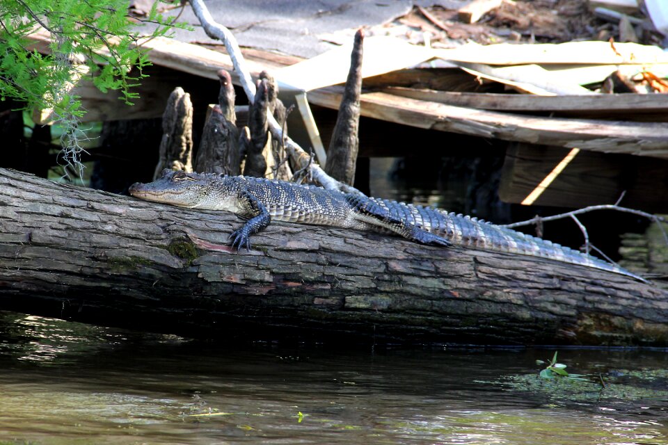 Animal crocodile louisiana