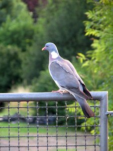Bird animals nature