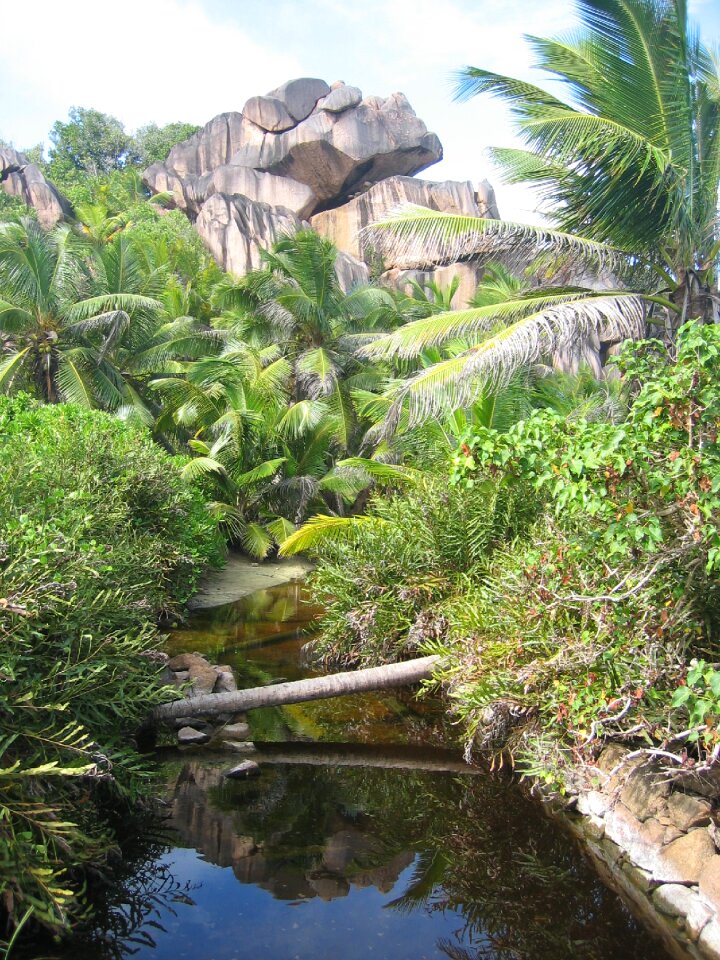 Vegetation landscape tropics