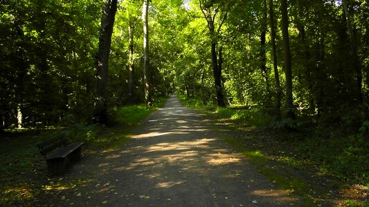 Away trees nature photo