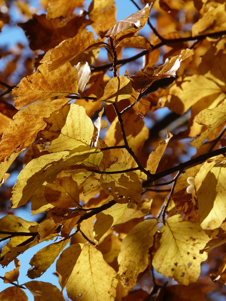 Leaves colorful color