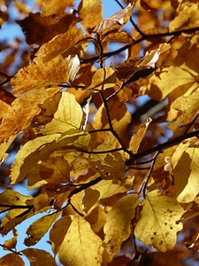 Leaves colorful color
