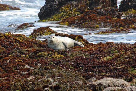 Seals coast water photo