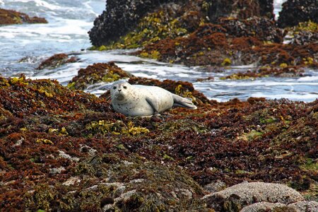Seals coast water