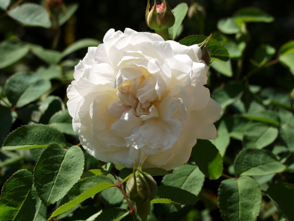 White bloom plant