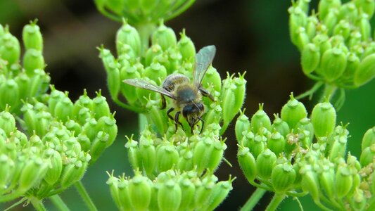 Flower nature insect photo