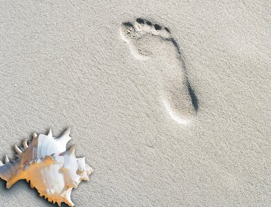 Summer footprint shell photo