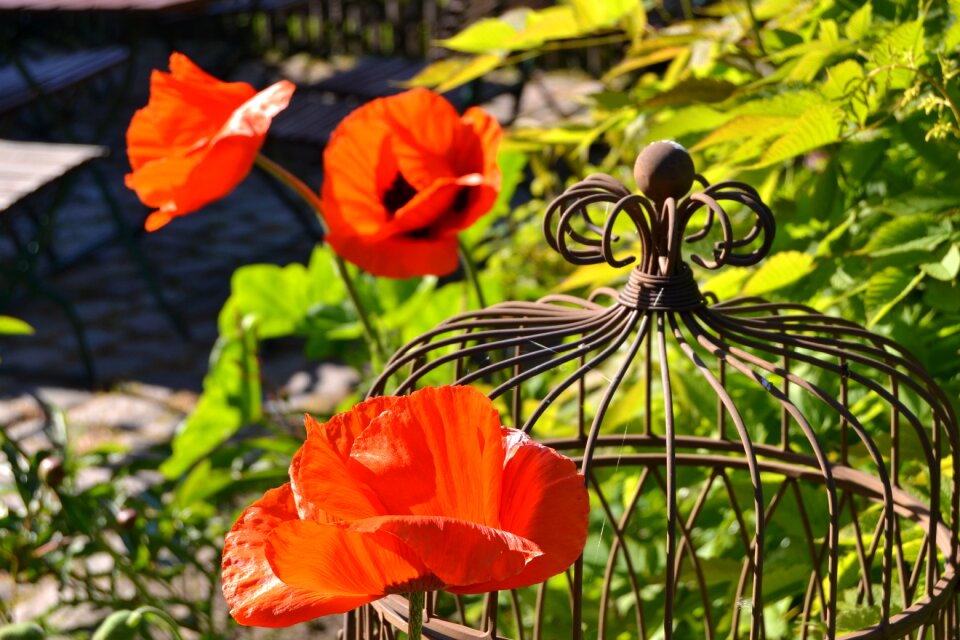 Garden blossom bloom