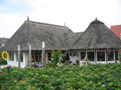 Pretty decorative baltrum