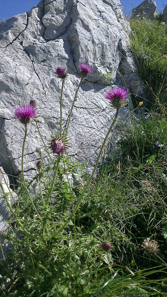 Silybum silybum marianum milk thistle