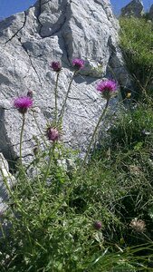 Silybum silybum marianum milk thistle photo