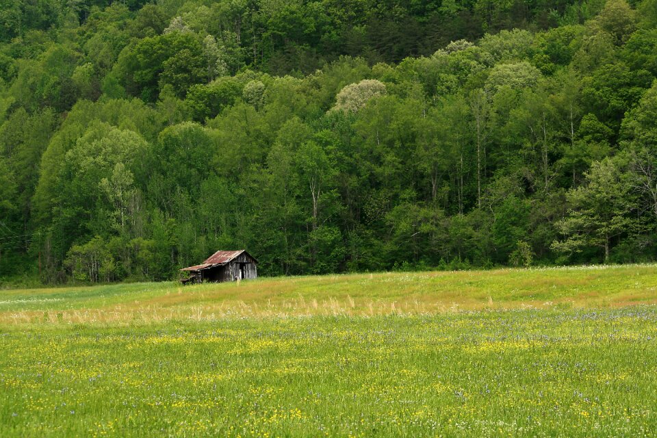 Building wood tennessee