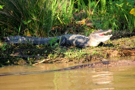 Animal crocodile louisiana