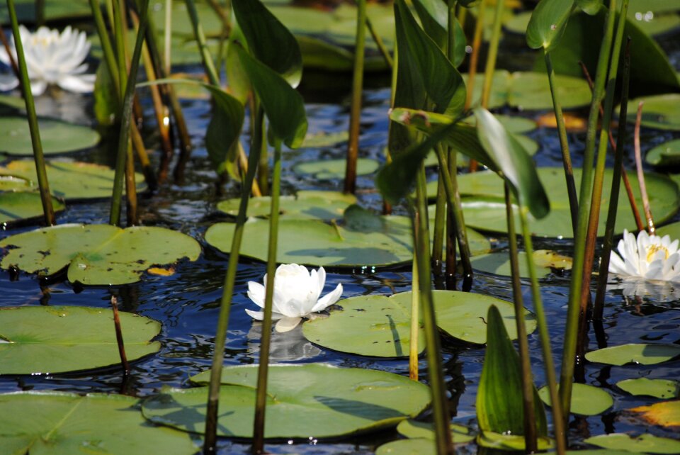 Flower white aquatic plant
