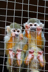 Zoo brothers and sisters tarsier