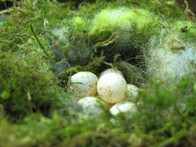 Nest egg tit nest photo