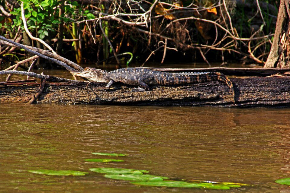 Reptile swamp lizard