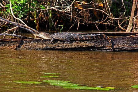 Reptile swamp lizard photo