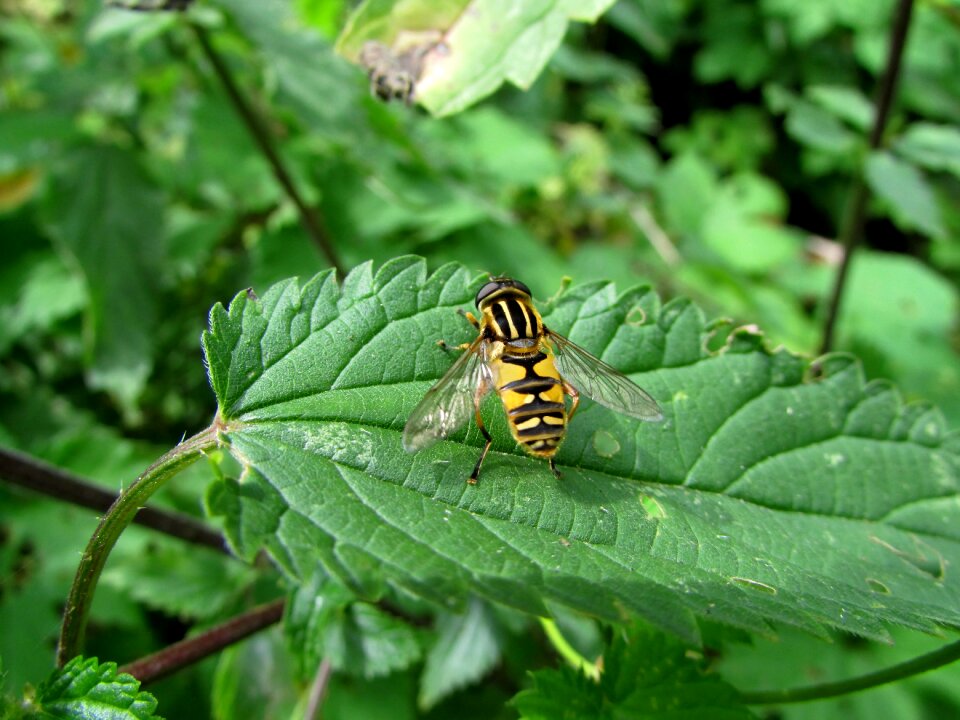 Insect animals nature