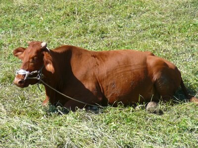 Agriculture brown animal husbandry