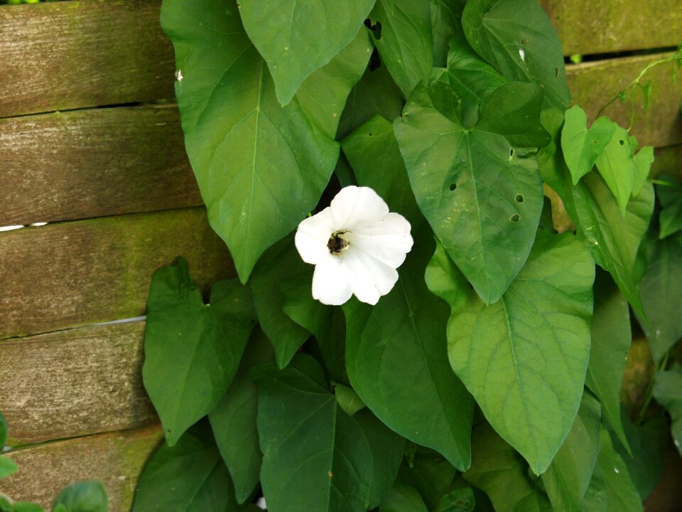 Garden creeper blossom