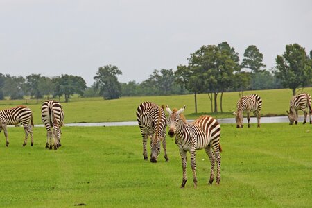 Black white graze