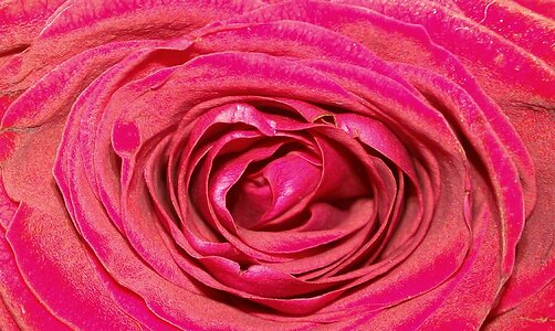 Close up fragrance sensuality