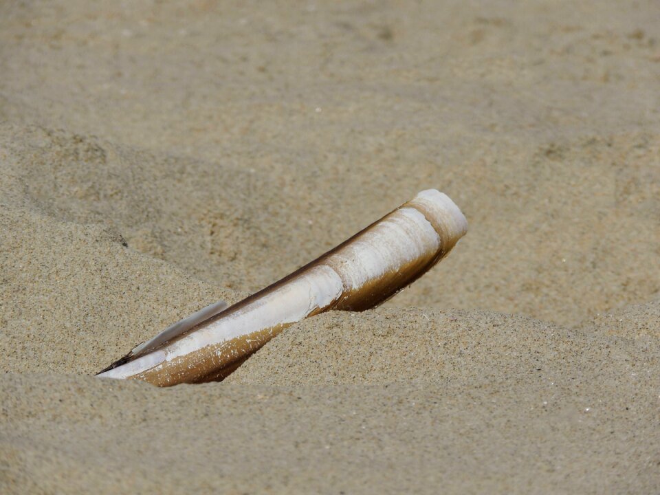 Shell sand beach