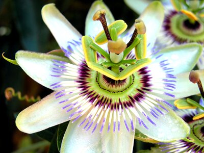 Exotic summer plant