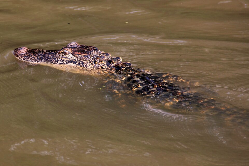 Animal crocodile louisiana