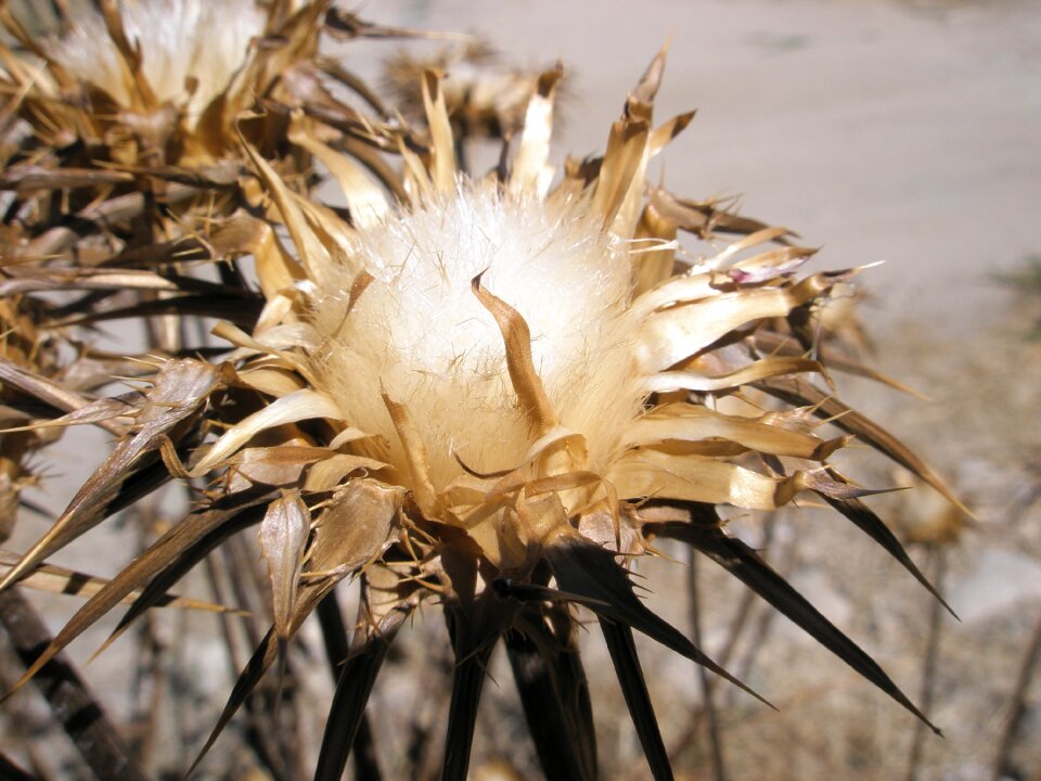 Thistle flowers globe thistle