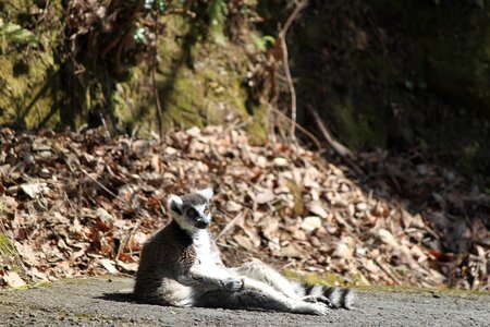 Nagasaki bio park animals sit on the street ring tailed lemur