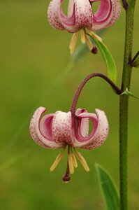 Flowers flower plant
