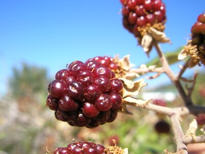 Blackberry berries fruit