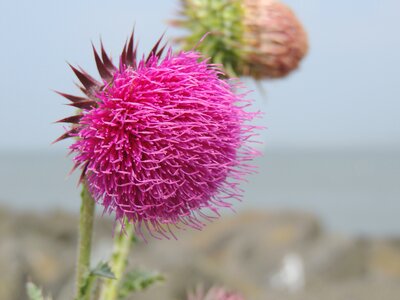 Bloom flower purple