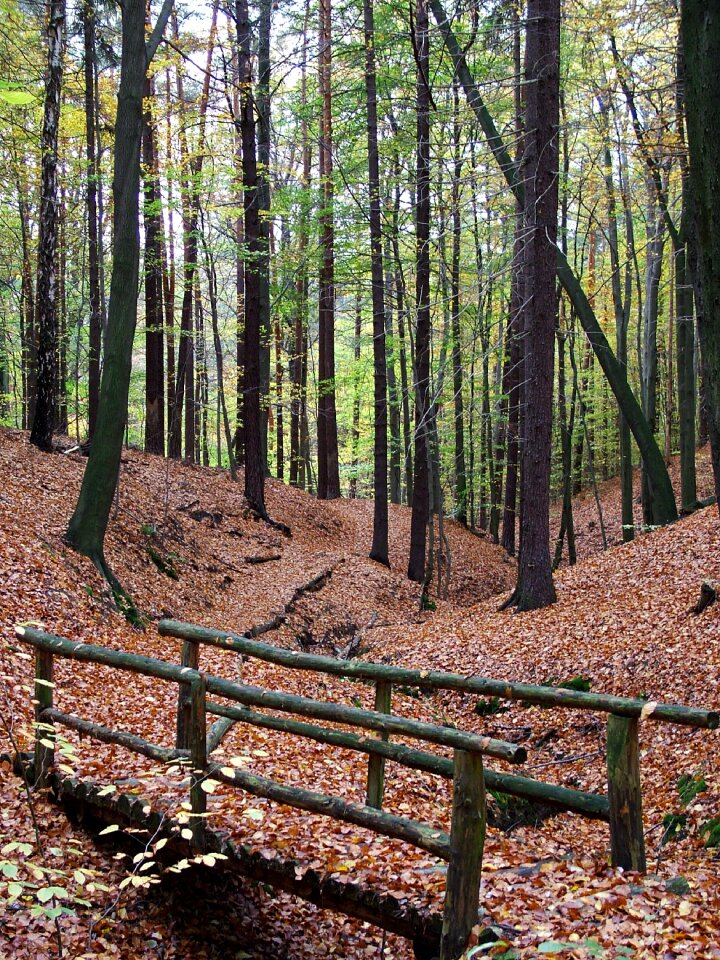 Autumn forest bridge