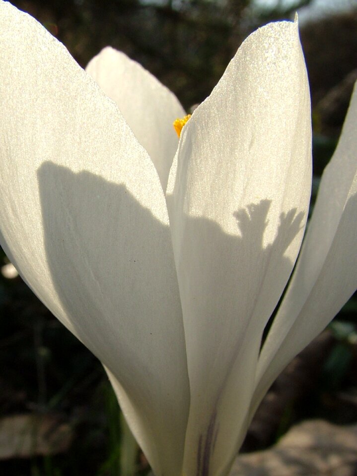 Spring crocus white