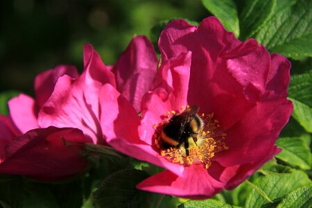 Bumblebee flower red