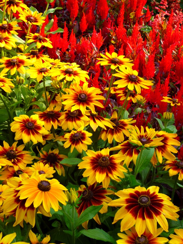 Summer july nature
