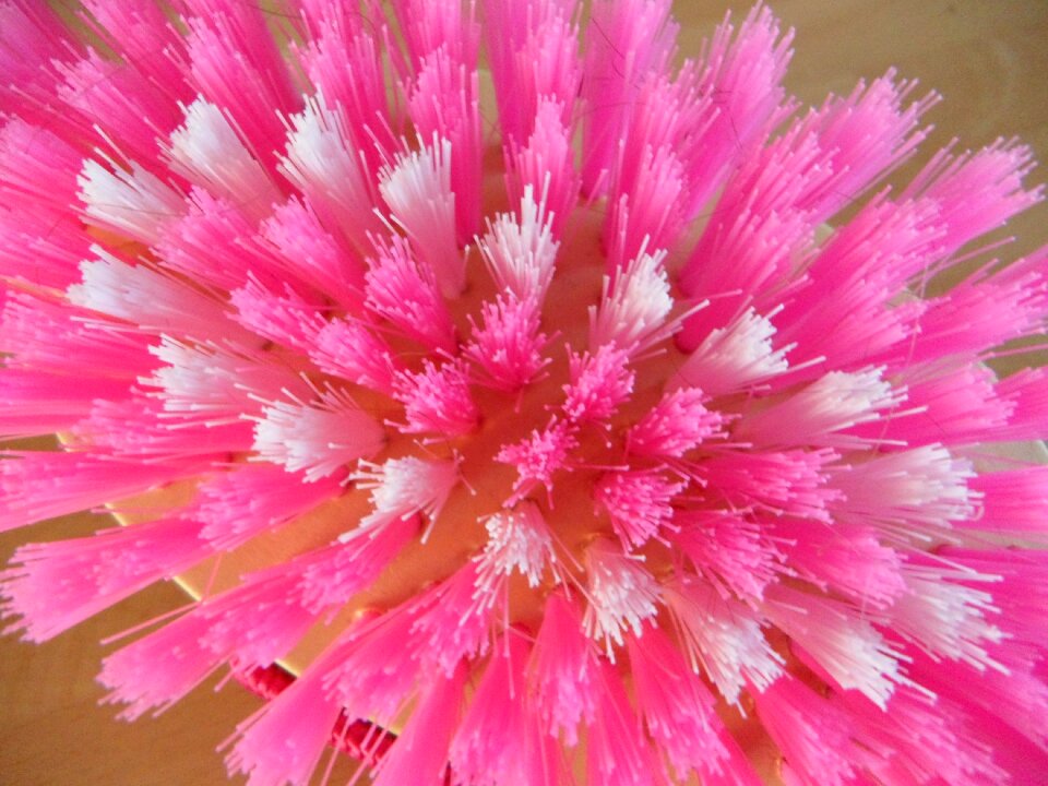 Close up pink striegel