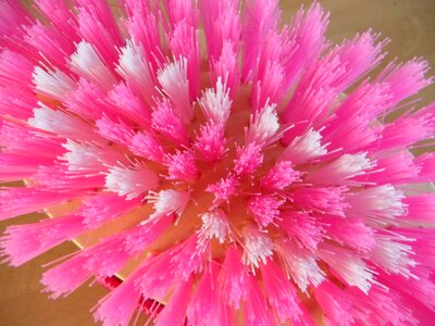 Close up pink striegel