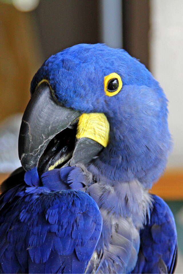 Head beak bird photo