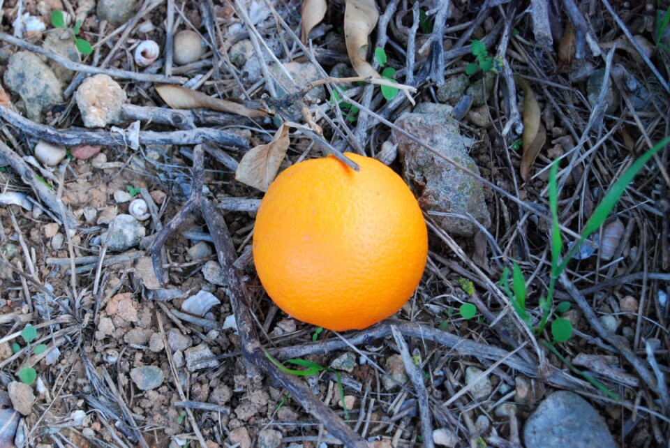 Valencia nature fruit