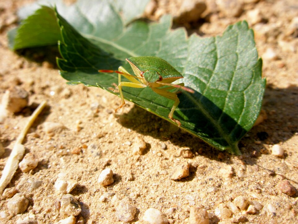 Insects animals green