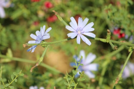 Plant concerning perennial