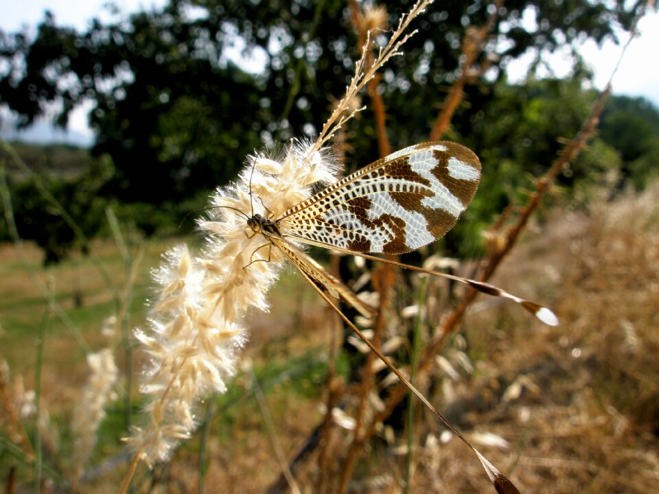 Insects nature flower