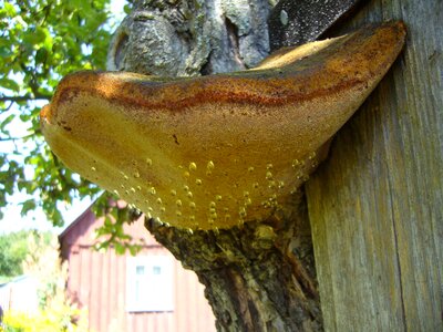 Tree fungus dew drip