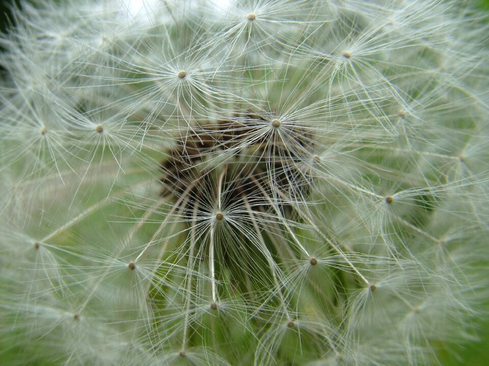 Spring flowers dandelion